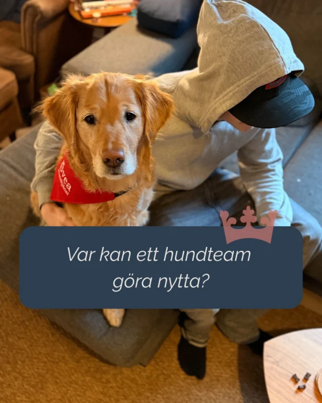 Hundteam används idag i flera typer av verksamheter:

- förskola och skola
- äldreomsorg och LSS
- psykiatri och sjukvård
- bibliotek och andra pedagogiska miljöer

Gemensamt är behovet av att stärka motivation, trygghet och interaktion i vardagen.

#sveahundtjänst #servicehund #tjänstehund #lss #pedagogik