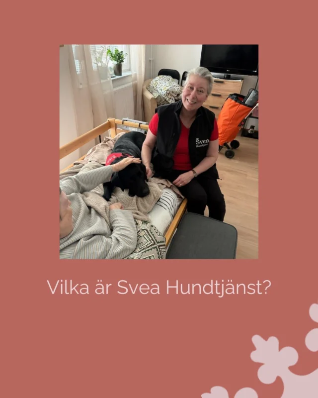 Svea Hundtjänst startades ur ett gemensamt engagemang för sociala tjänstehundar. Vi som grundade verksamheten möttes i samband med vidareutbildning inom tjänstehundsteam och har sedan dess byggt upp en verksamhet med ett tydligt mål: Att fler människor ska få ta del av de positiva effekter som mötet med en utbildad tjänstehund kan ge.

Vi arbetar själva med våra hundar och samarbetar med utbildade hundteam i flera typer av verksamheter, bland annat äldreboenden, skolor, bibliotek och LSS-verksamheter. För oss är det ett privilegium att få bidra till trygghet, glädje och meningsfulla stunder i vardagen.

#sveahundtjänst #servicehund #lss #tjänstehund