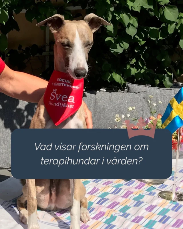 Forskning visar att djurassisterade insatser kan göra skillnad i vårdmiljöer.

I en studie med sjukhusvårdade barn och unga upplevde deltagarna minskad smärta efter en träff med terapihund. Resultaten pekar på att hunden kan bidra med trygghet och avledning i en situation som annars präglas av oro och obehag.

Vill du ta del av fler studier och fördjupa dig i forskningen?
Läs mer på vår hemsida.
