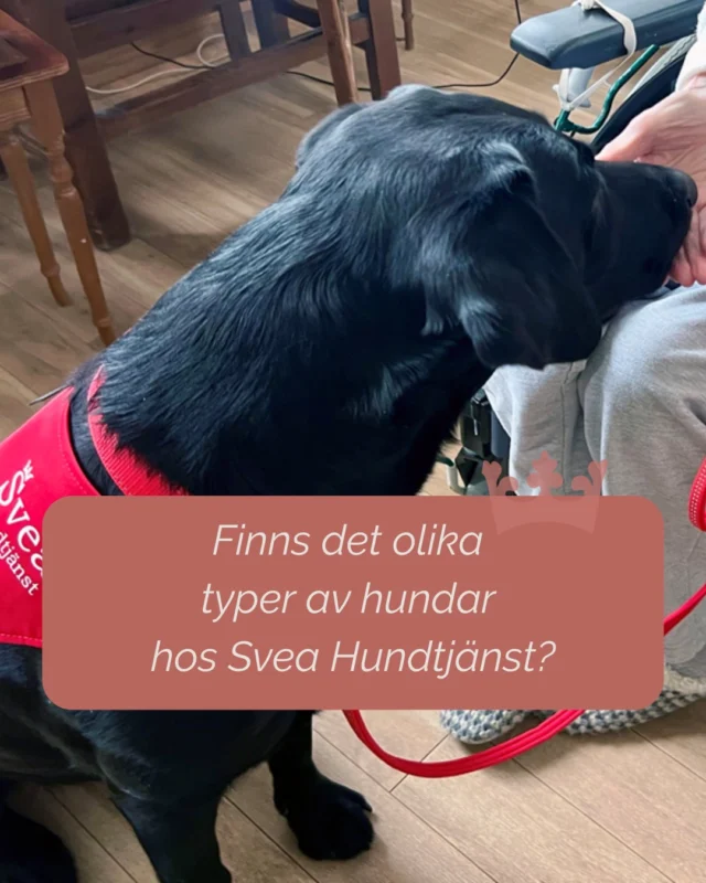 Visste du att våra tjänstehundar används på olika sätt beroende på verksamhet och mål?

Skolhund – stöd i lärande, fokus och studiero
Besökshund – social aktivering och välbefinnande
Terapihund – målinriktade insatser inom vård och rehabilitering

Insatserna kan vara både individuella och gruppbaserade.

Rätt typ av hundteam väljs utifrån situation och behov och vi hjälper dig gärna att hitta rätt!

#sveahundtjanst #servicehund #tjänstehund #hundiskola #hundivård #lss #rehabilitering