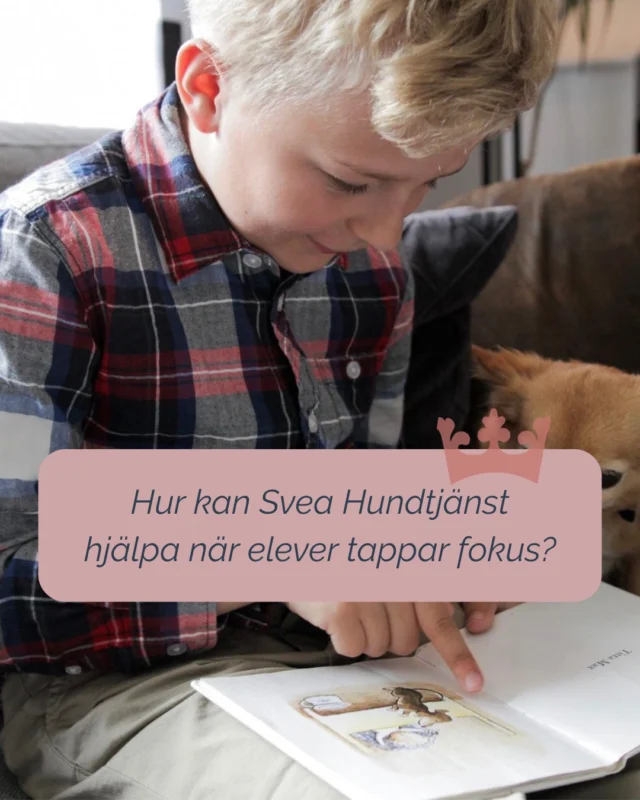 Det finns situationer där traditionella metoder inte riktigt räcker.

I klassrum där koncentrationen brister, läsningen känns motig eller motivationen är låg, kan ett hundteam fungera som ett kompletterande pedagogiskt verktyg.

Det handlar inte om att ersätta något – utan om att förstärka det som redan finns.

Vill ni veta hur det skulle kunna fungera i er verksamhet? Hör av er så berättar vi mer.

#SveaHundtjänst #läshund #skola #pedagogik #elevhälsa