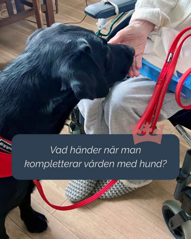 Sociala tjänstehundar används idag som ett komplement inom vård och omsorg.

Forskning visar att insatser med hundteam kan bidra till:
– minskad oro och stress
– ökad social interaktion
– förbättrad livskvalitet

Hundteamet blir en del av helheten – och stärker arbetet som redan görs av vårdpersonal.

Vill ni förstå hur det kan implementeras i praktiken? Vi berättar gärna mer.

#SveaHundtjänst #vårdhund #äldreomsorg #psykiatri #hälsa
