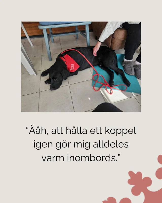 Det här sades av en boende efter ett möte med hundteam i äldreomsorgen.

Hundunderstödda insatser kan bidra till igenkänning, samtal och ökad delaktighet i vardagen. För många blir mötet med hunden också ett naturligt sätt att väcka minnen och skapa kontakt.

Som komplement i omsorgen kan hundteam bidra till meningsfulla aktiviteter och fler sociala möten.

#äldreomsorg #hundteam #socialatjänstehundar #omsorg #vårdhund #SveaHundtjänst