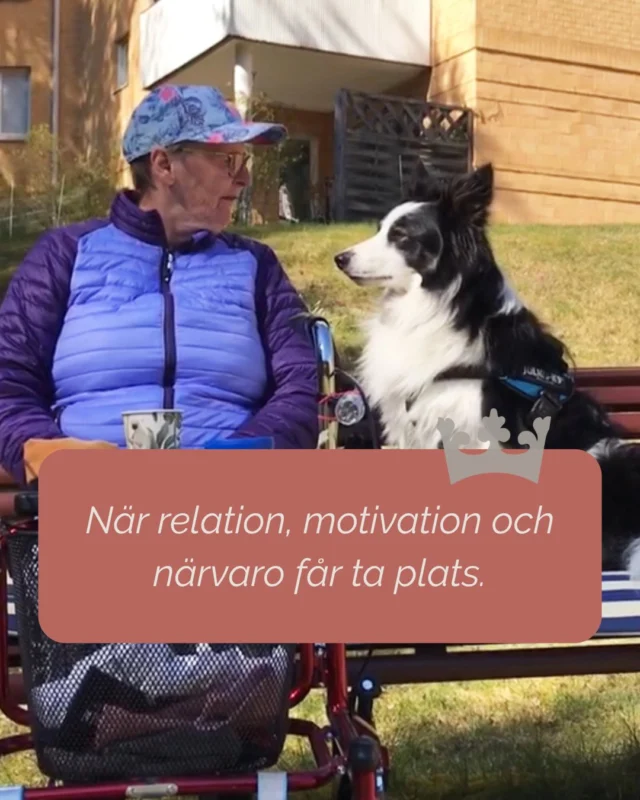 Hos Svea Hundtjänst handlar insatserna inte bara om mötet med hunden – utan om vad mötet skapar.

Hundteam används som ett komplement inom vård, omsorg och skola, där de kan bidra till:

- ökad motivation och engagemang
- fler sociala interaktioner
- lugnare situationer och ökad närvaro
- stöd i aktiviteter, rehabilitering och pedagogiska insatser
- meningsfull variation i vardagen

Insatserna anpassas efter verksamhetens behov och genomförs av utbildade hundteam med erfarenhet av att arbeta i olika miljöer.

För många verksamheter blir hundteam ett konkret sätt att skapa mervärde – både för deltagare, boende och personal.

#äldreomsorg #socialatjänstehundar #hundteam #omsorg #skola #vårdhund #SveaHundtjänst
